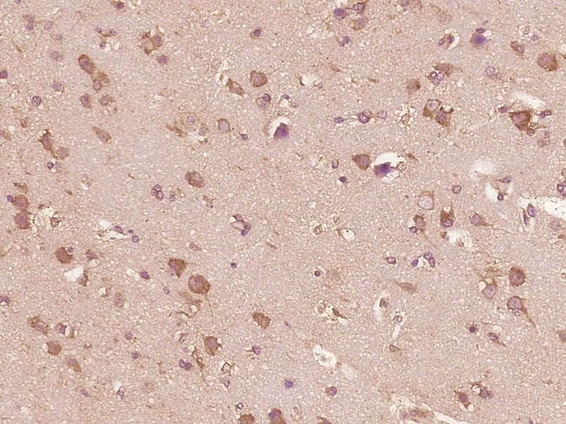Anti-IL-13 Polyclonal Antibody
