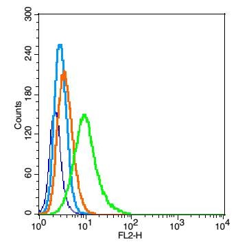 Anti-GABRA2 Polyclonal Antibody