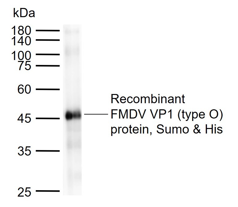 Anti-FMDV VP1 (type O) Antibody (7B798)