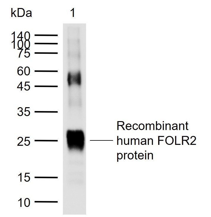Anti-FOLR2 Polyclonal Antibody