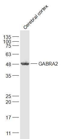 Anti-GABRA2 Polyclonal Antibody