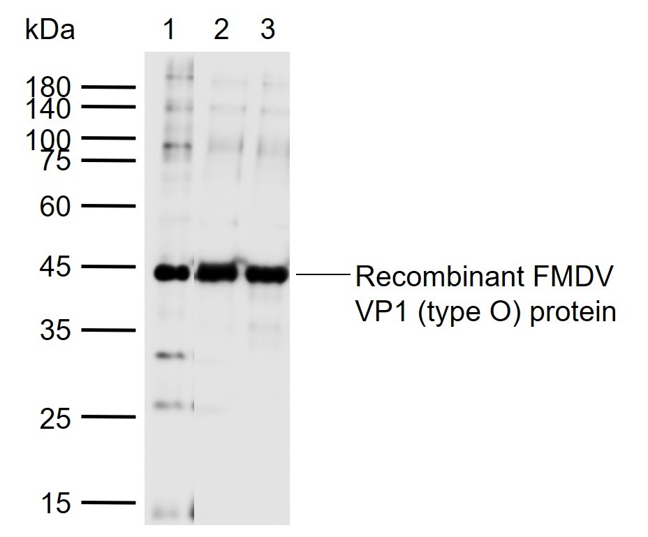Anti-FMDV VP1 Polyclonal Antibody