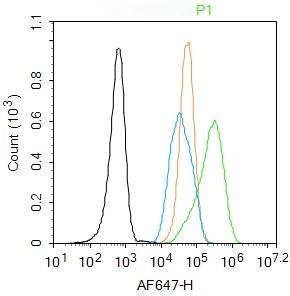 Anti-FOXO1A Polyclonal Antibody