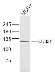 Anti-FGFR1 Polyclonal Antibody