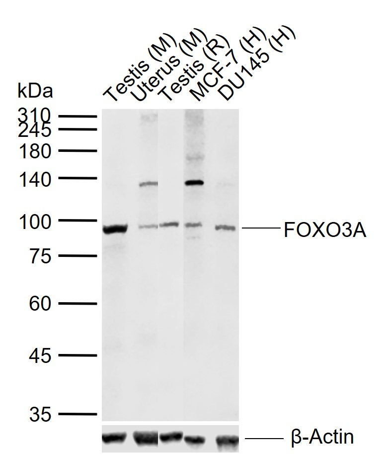 Anti-FOXO3A Polyclonal Antibody