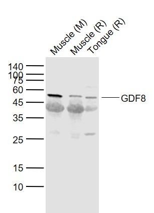 Anti-GDF-8 Polyclonal Antibody