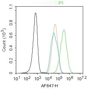 Anti-FOXO1 Polyclonal Antibody