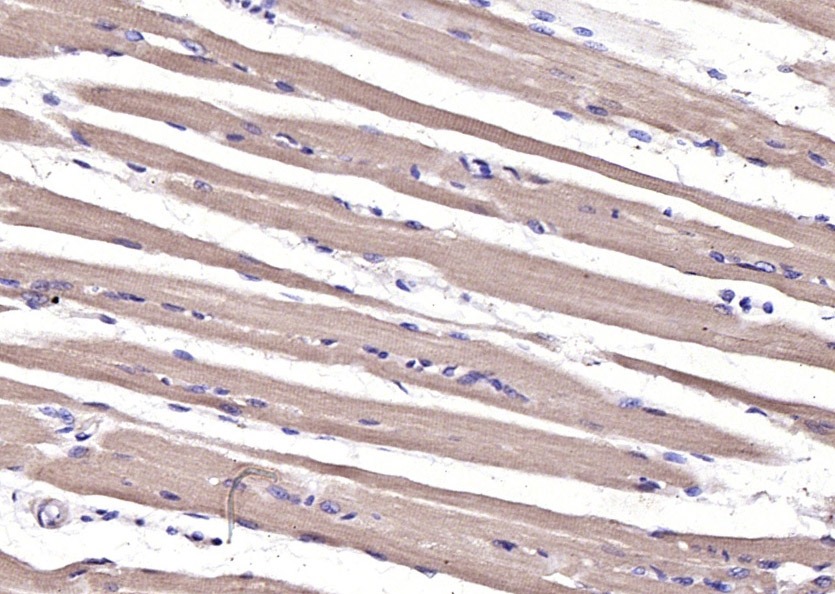 Anti-GDF-8 Polyclonal Antibody