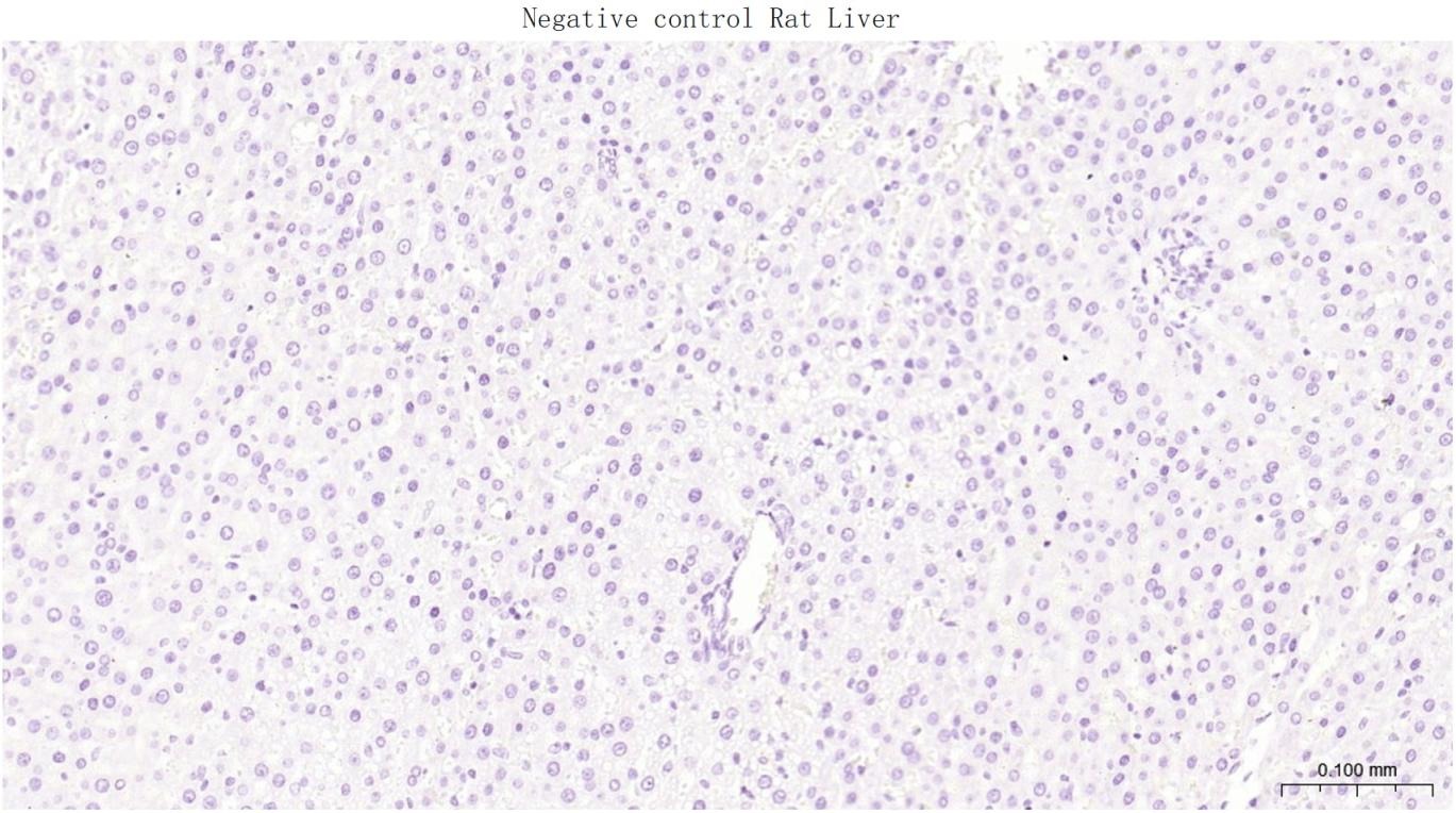 Anti-GLP1R Polyclonal Antibody