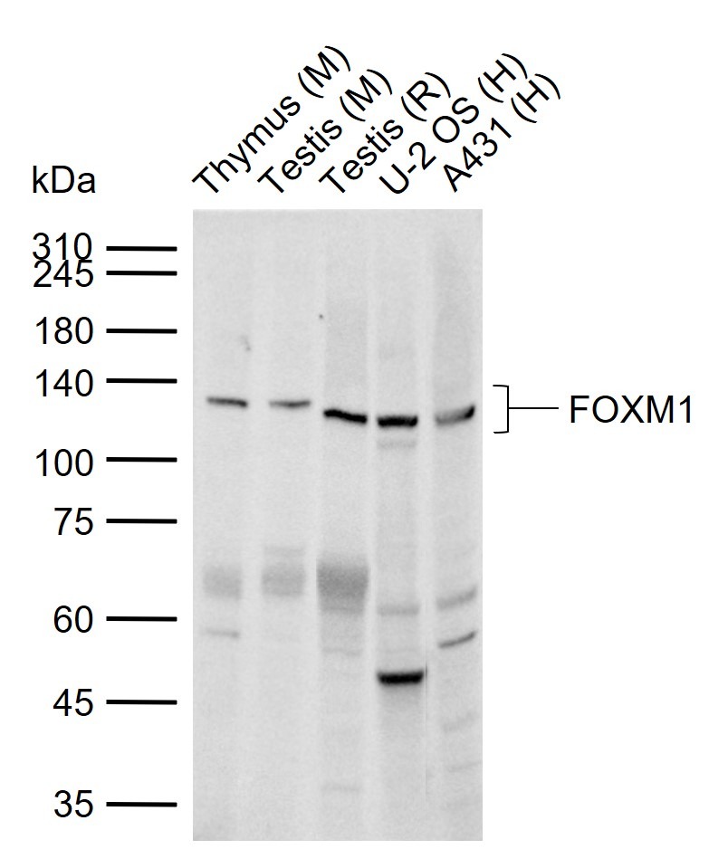Anti-FOxM1 Polyclonal Antibody