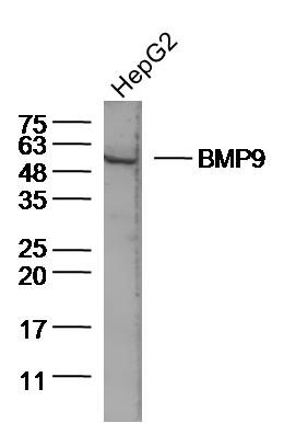 Anti-GDF2 Polyclonal Antibody