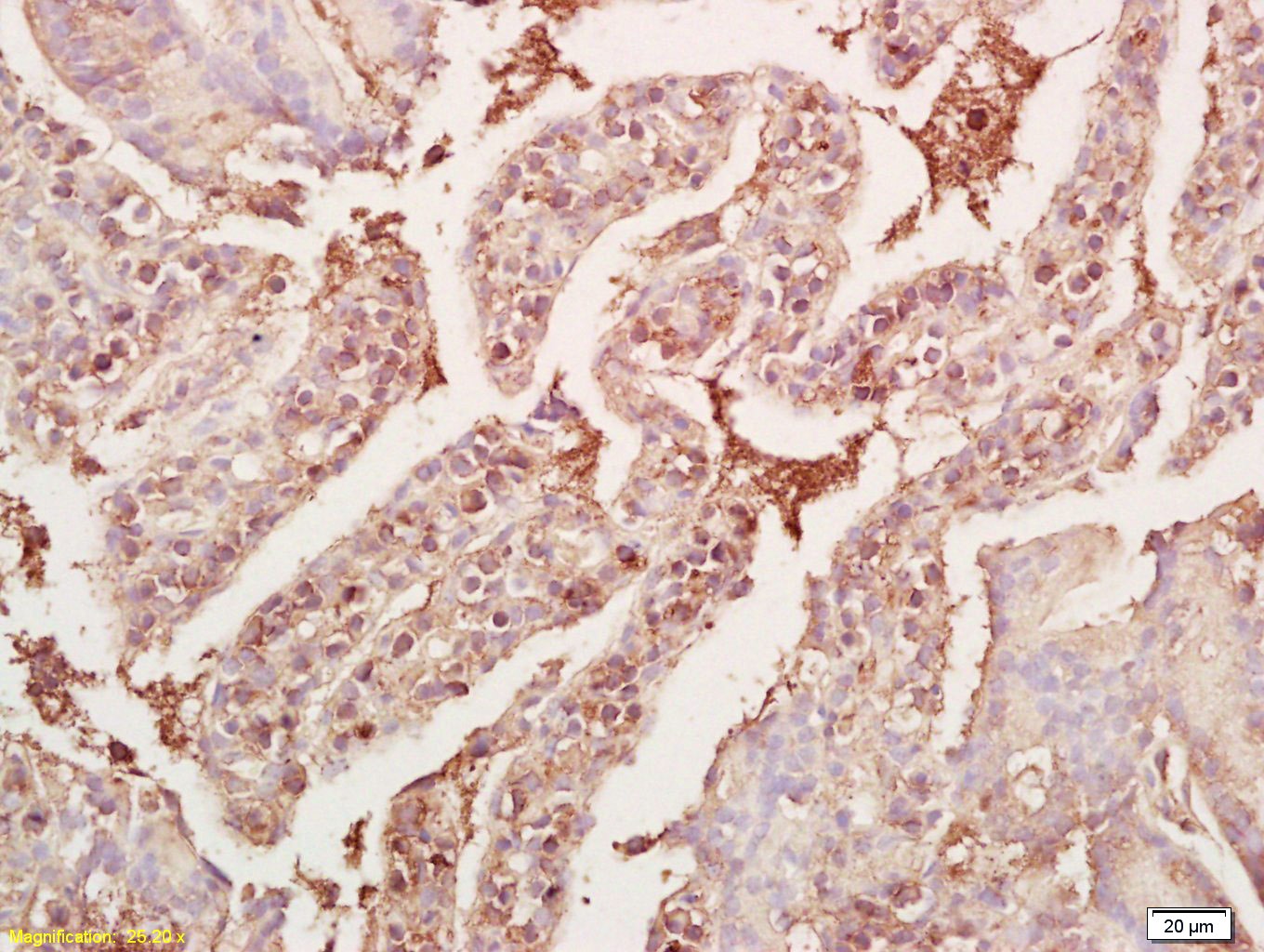Anti-GDF-8 Polyclonal Antibody