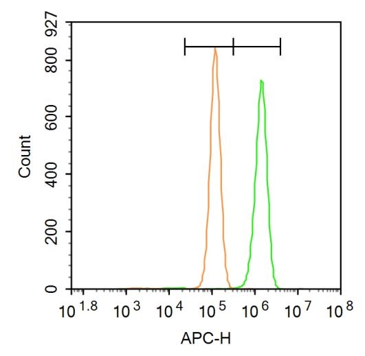 Anti-FOXN1 Polyclonal Antibody