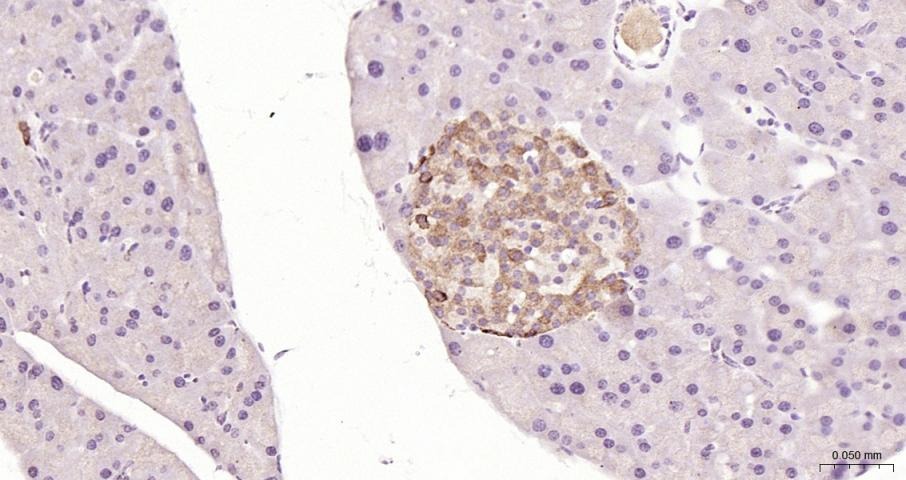 Anti-GLP1R Polyclonal Antibody