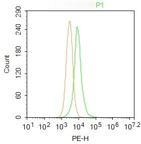 Anti-FOXO1 Polyclonal Antibody