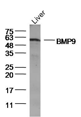 Anti-GDF2 Polyclonal Antibody