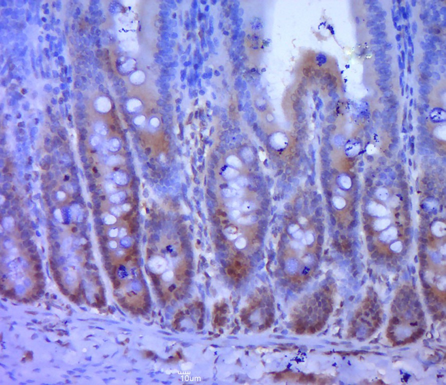 Anti-FOXO3A Polyclonal Antibody