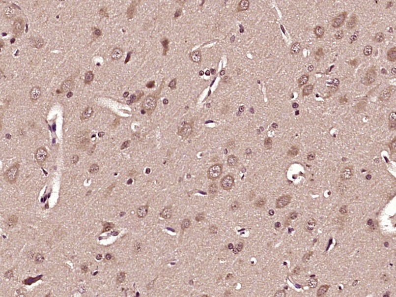 Anti-Gclc Polyclonal Antibody