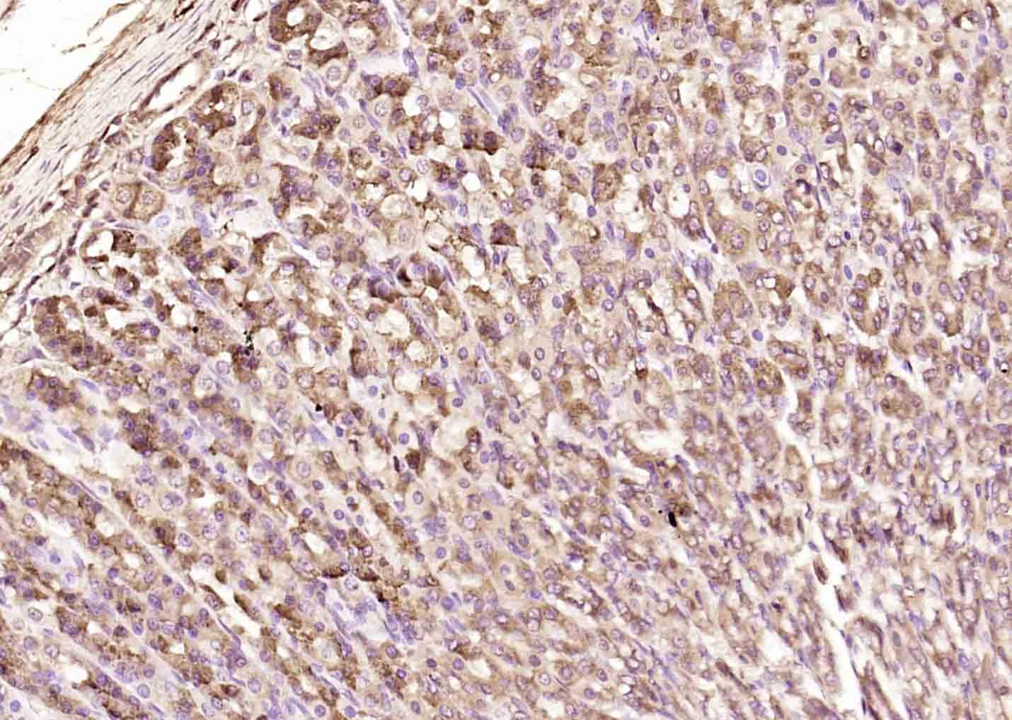 Anti-FGF-7/KGF Polyclonal Antibody