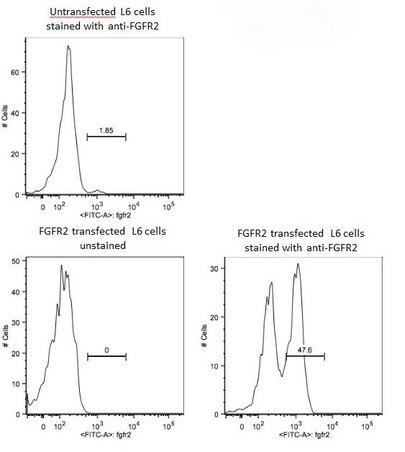 Anti-FGFR2 Polyclonal Antibody