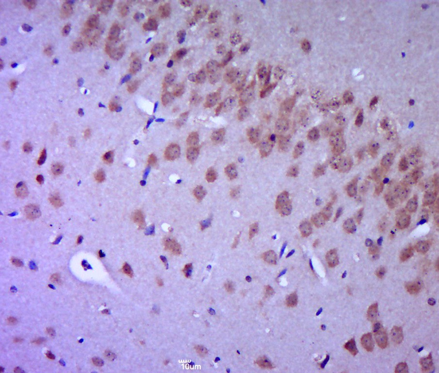 Anti-FGFR2 Polyclonal Antibody