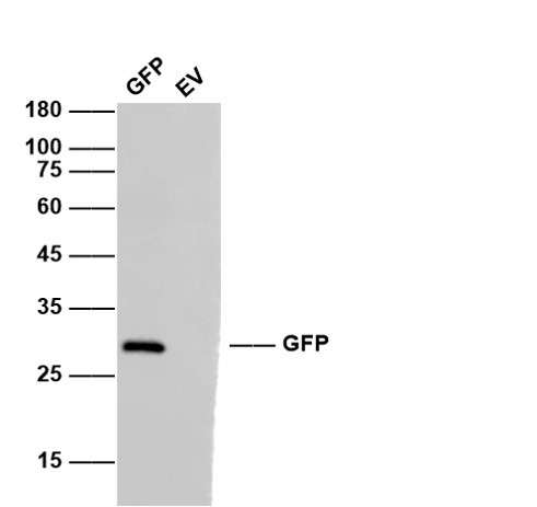 Anti-GFP Antibody (2A799)