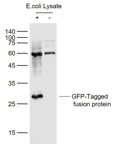 Anti-GFP Polyclonal Antibody