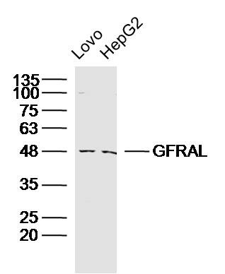 Anti-GFRAL/GFR alpha-like Polyclonal Antibody