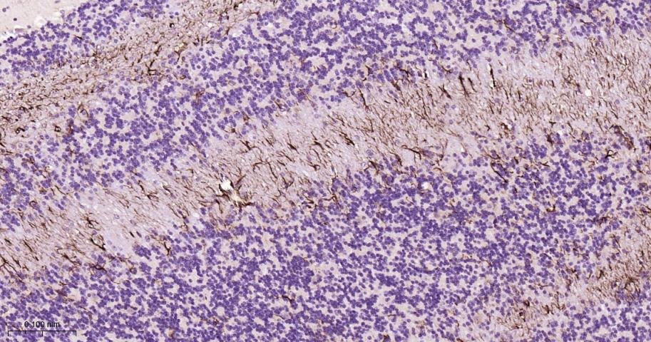 Anti-GFAP Polyclonal Antibody