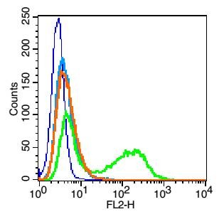 Anti-GJA1 Polyclonal Antibody 2