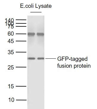 Anti-GFP Polyclonal Antibody