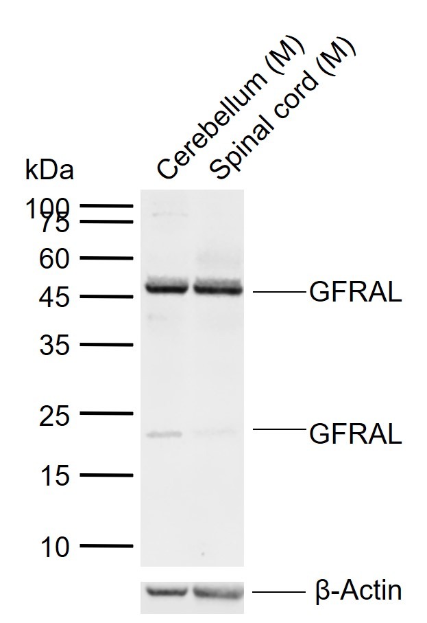 Anti-GFRAL/GFR alpha-like Polyclonal Antibody