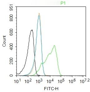 Anti-GFAP Polyclonal Antibody