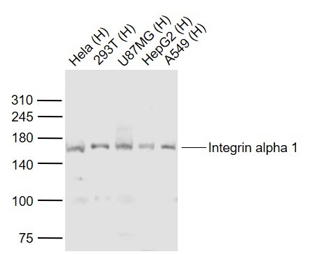 Anti-Integrin alpha 1 Polyclonal Antibody