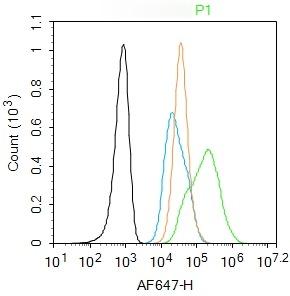 Anti-Integrin  alpha 5  beta 5 Polyclonal Antibody