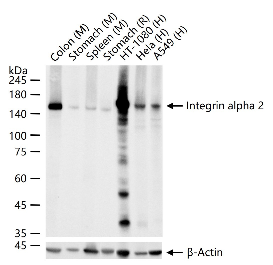 Anti-Integrin alpha 2 Antibody (8P138)