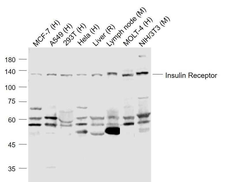 Anti-Insulin Receptor Polyclonal Antibody