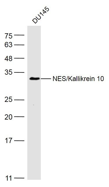 Anti-KLK10 Polyclonal Antibody