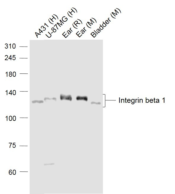 Anti-ITGB1 Polyclonal Antibody