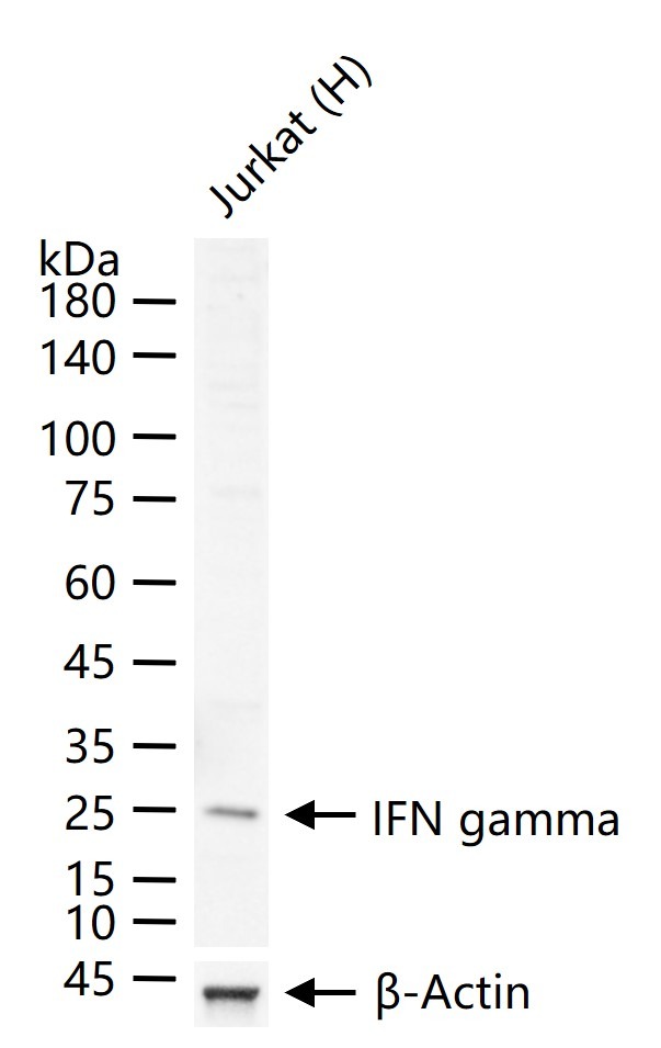 Anti-IFN gamma Polyclonal Antibody