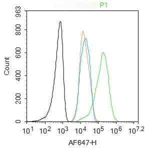 Anti-JAK2 Polyclonal Antibody 2