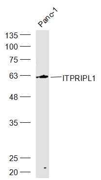 Anti-ITPRIPL1 Polyclonal Antibody