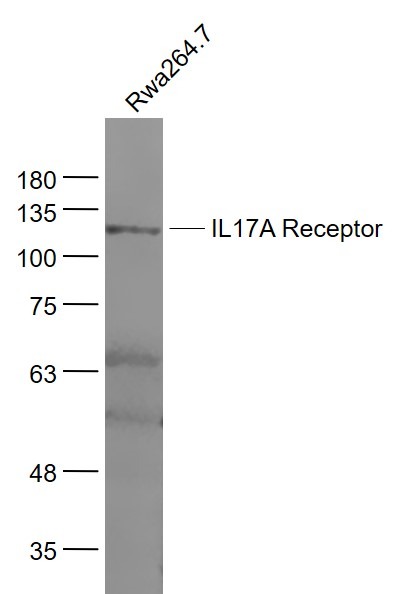 Anti-IL-17RA Polyclonal Antibody
