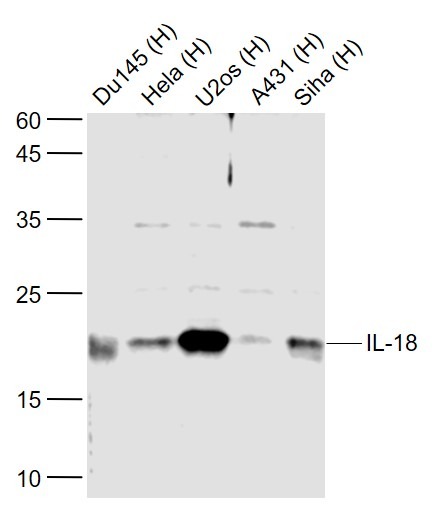 Anti-IL-18 Polyclonal Antibody