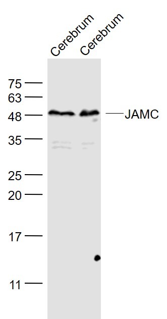 Anti-JAM-C Polyclonal Antibody