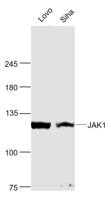 Anti-JAK1 Polyclonal Antibody