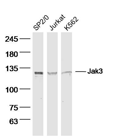 Anti-JAK3 Polyclonal Antibody