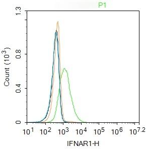 Anti-IFNAR1 Polyclonal Antibody
