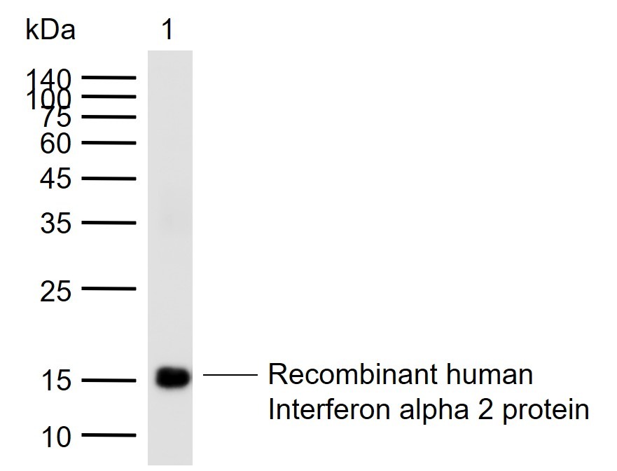 Anti-IFN-alpha 2b/IFNA2 Polyclonal Antibody