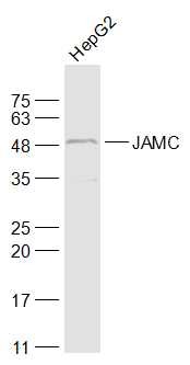 Anti-JAM-C Polyclonal Antibody